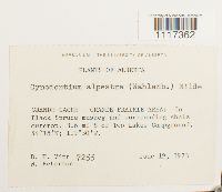 Cynodontium alpestre image