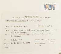 Cynodontium alpestre image