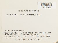 Cynodontium alpestre image