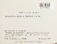 Cynodontium alpestre image