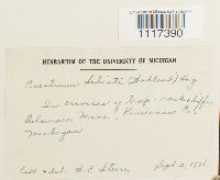 Cynodontium schisti image