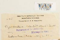 Cynodontium schisti image