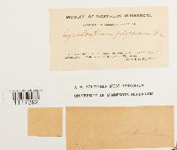 Cynodontium strumiferum image