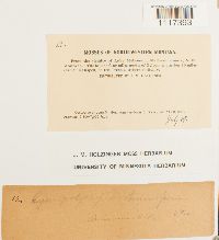 Cynodontium strumiferum image