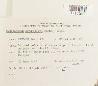 Cynodontium strumiferum image