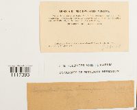 Cynodontium strumiferum image