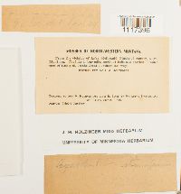 Cynodontium strumiferum image