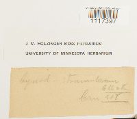 Cynodontium strumiferum image