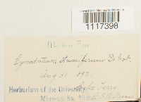 Cynodontium strumiferum image