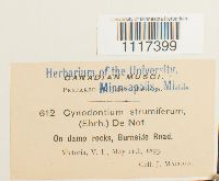 Cynodontium strumiferum image