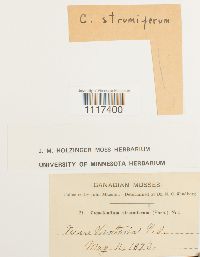 Cynodontium strumiferum image