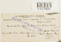 Cynodontium strumiferum image