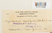 Cynodontium strumiferum image