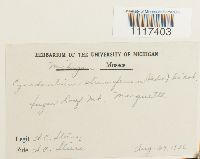 Cynodontium strumiferum image