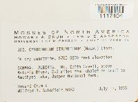 Cynodontium strumiferum image