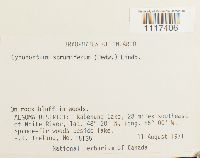 Cynodontium strumiferum image