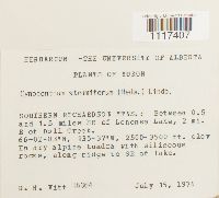 Cynodontium strumiferum image