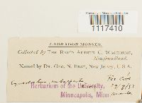 Cynodontium tenellum image