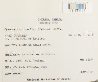 Cynodontium tenellum image