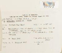 Cynodontium tenellum image