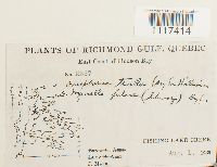 Cynodontium tenellum image