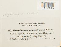 Cynodontium tenellum image