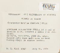 Cynodontium tenellum image