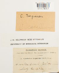 Cynodontium tenellum image