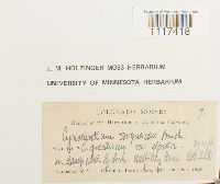 Cynodontium tenellum image