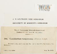 Cynodontium tenellum image