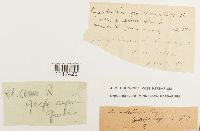 Cynodontium tenellum image