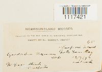 Cynodontium tenellum image