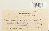 Cynodontium tenellum image