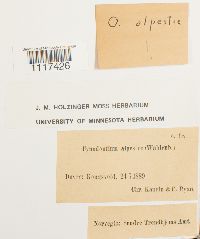 Cynodontium alpestre image