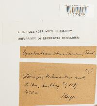 Cynodontium strumiferum image