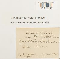 Cynodontium strumiferum image