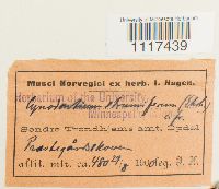 Cynodontium strumiferum image