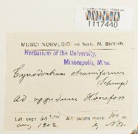 Cynodontium strumiferum image