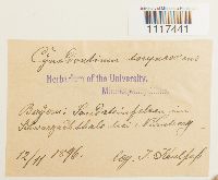 Media resource of Cynodontium tenellum