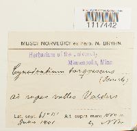 Cynodontium tenellum image