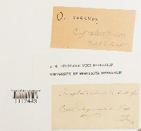 Cynodontium tenellum image