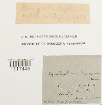 Cynodontium tenellum image