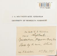 Cynodontium tenellum image