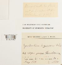 Cynodontium tenellum image