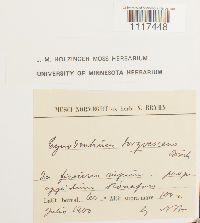 Cynodontium tenellum image