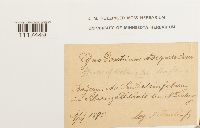 Cynodontium tenellum image