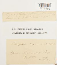 Cynodontium tenellum image