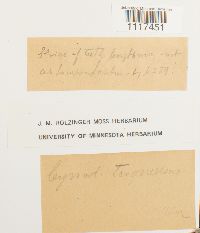 Cynodontium tenellum image