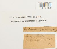 Cynodontium tenellum image