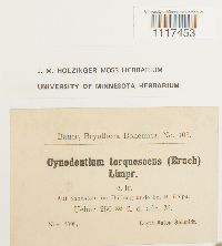 Cynodontium tenellum image